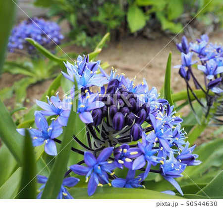 オオツルボの青紫の花の写真素材