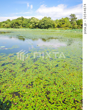 服部緑地蓮池反射（大阪府豊中市服部緑地１−１）の正式名称は大阪府営服部緑地で、大阪四大緑地の一つです 50544674