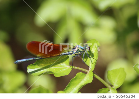 アサヒナカワトンボ アサヒナカワトンボ 50545204
