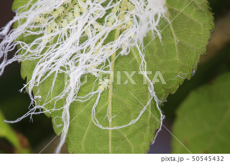 クワキジラミの幼虫　 50545432