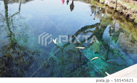 忍野八海の綺麗な池 50545625