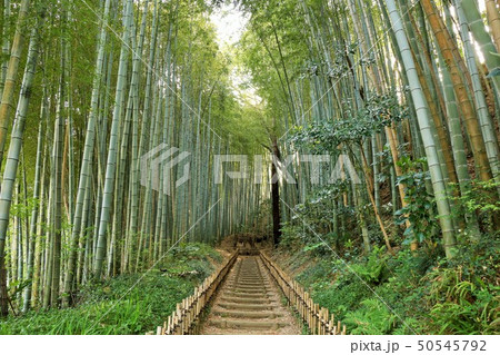 千葉県　佐倉　ひよどり坂 50545792