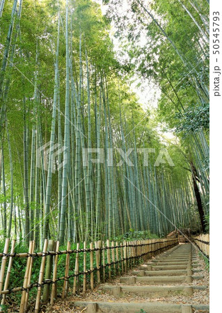 千葉県　佐倉　ひよどり坂 50545793