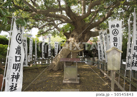 龍口明神社の御神木(鎌倉市腰越) 龍口明神社の御神木(鎌倉市腰越) 50545843