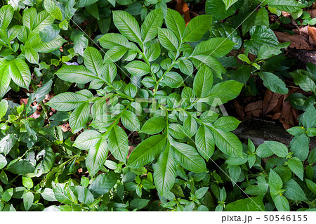 Close up of Konjac leave (Amorphophallus konjac) 50546155
