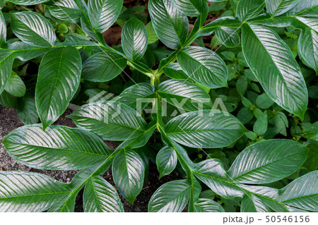 Close up of Konjac leave (Amorphophallus konjac) Close up of Konjac leave (Amorphophallus konjac) 50546156
