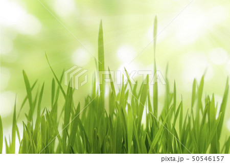 Close up of green young wheat plants background Close up of green young wheat plants background 50546157