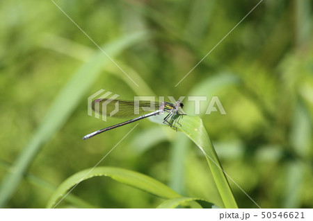 アサヒナカワトンボ アサヒナカワトンボ 50546621
