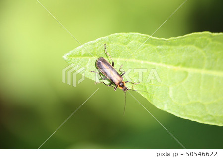 ヒメジョウカイ 50546622