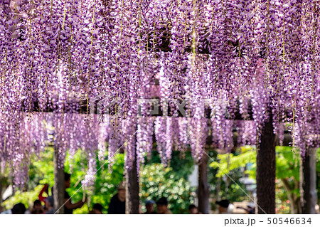 藤の花 尾張津島 50546634