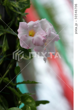 鳥取　四季の散歩　秋　花回廊 クリスマス 50546706