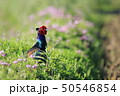 キジ　キジ目キジ科キジ属 50546854