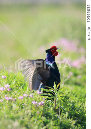 キジ　キジ目キジ科キジ属 50546856
