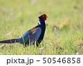 キジ　キジ目キジ科キジ属 50546858