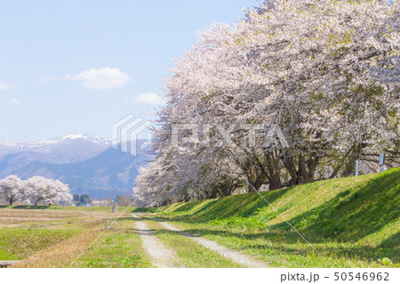 桜並木 秋田県大仙市 桜並木 秋田県大仙市 50546962