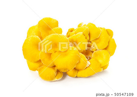 黄色いタモギタケ 黄色いタモギタケ 50547109