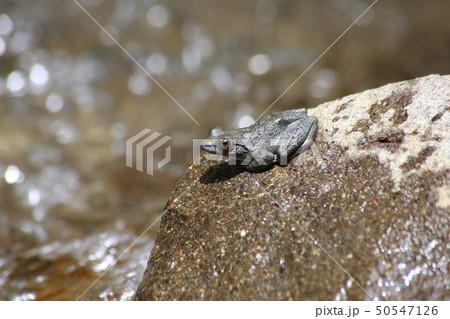 カジカガエル 50547126