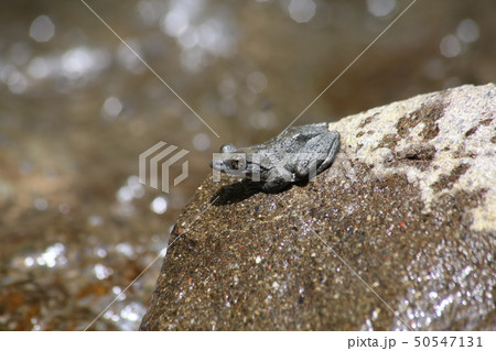 カジカガエル カジカガエル 50547131
