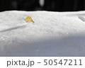 雪のお姫様 50547211