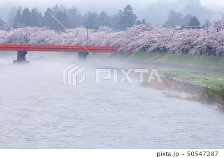 角館 桧木内川 桜並木 雨の日 角館 桧木内川 桜並木 雨の日 50547287