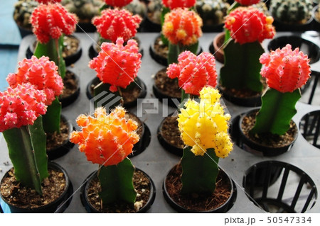 Beautiful small the cactus in the pot 50547334