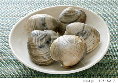 ホンビノス貝 50548017