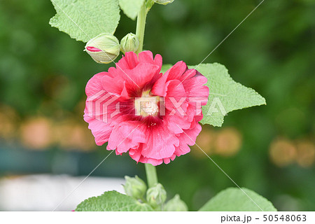 立葵 ホリホック 花葵 50548063