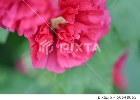 立葵 ホリホック 花葵 50548065