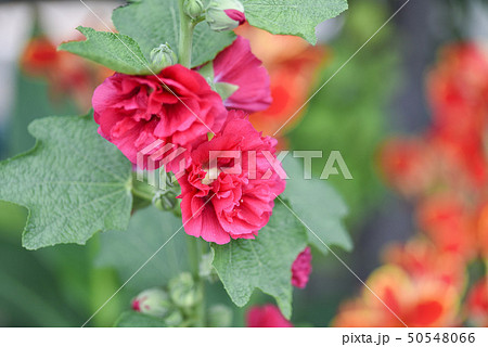 立葵 ホリホック 花葵 50548066