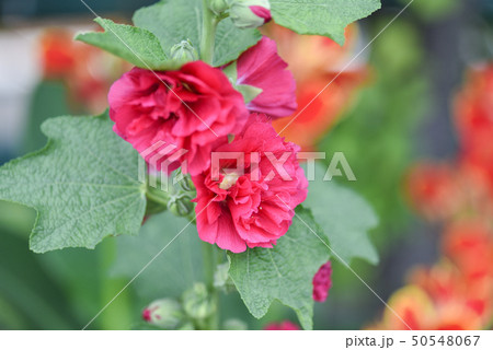 立葵 ホリホック 花葵 50548067