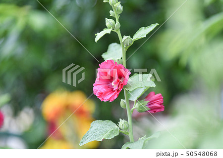 花 フラワー お花 50548068