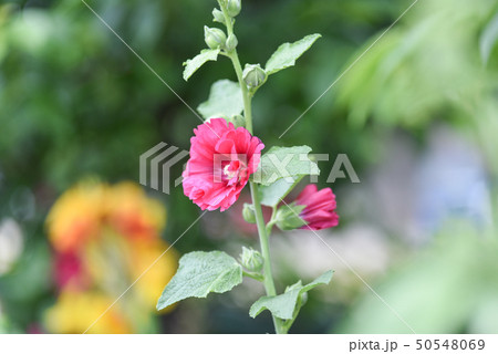 花 フラワー お花 50548069