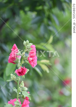 花 フラワー お花 50548070