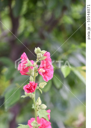 花 フラワー お花 50548071