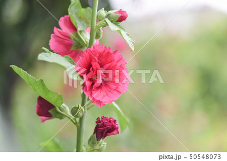 立葵 ホリホック 花葵 50548073