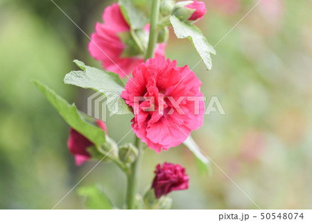 立葵 ホリホック 花葵 50548074