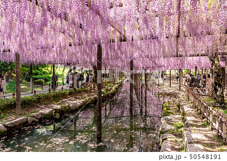 淡紫色のリフレクション 藤の花 50548191