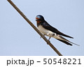 ツバメ　スズメ目ツバメ科ツバメ属 50548221