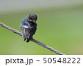 ツバメ　スズメ目ツバメ科ツバメ属 50548222