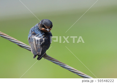 ツバメ　スズメ目ツバメ科ツバメ属 50548222