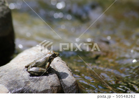 カジカガエル 50548262