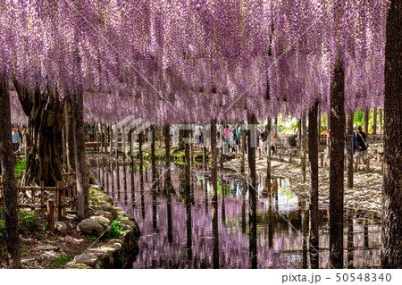 淡紫色のリフレクション 藤の花 淡紫色のリフレクション 藤の花 50548340