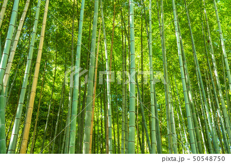 《京都府》竹林の道・嵯峨野 50548750