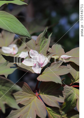 黄冠 牡丹の葉に落ちた桜の花びらと雨雫の写真素材