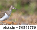 イソシギ　チドリ目シギ科イソシギ属 50548759