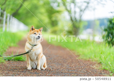 緑背景に柴犬 飼い犬 日本犬 一般的な犬 散歩 遊ぶの写真素材