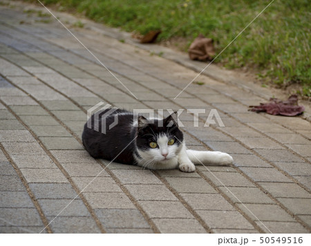 cat 50549516