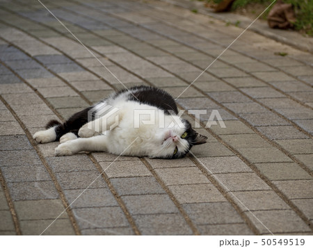 cat cat 50549519