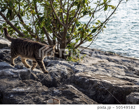 cat 50549582