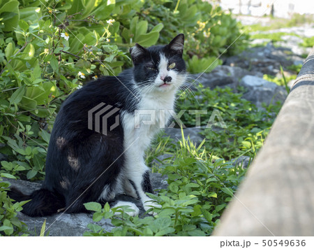 cat cat 50549636